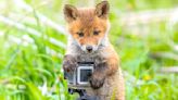 Looking foxy! Adorable cubs pose for photos and play with camera