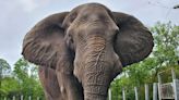 Michael Jackson's Former Neverland Ranch Elephant Recovering After Surgery at Jacksonville Zoo