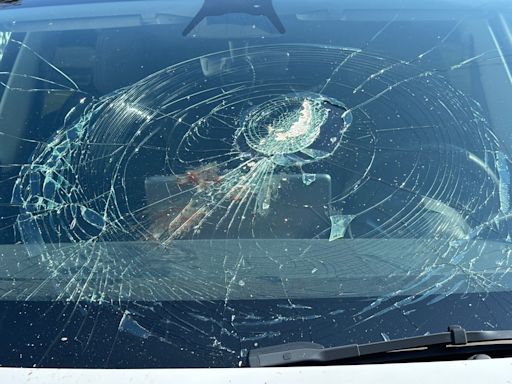 Video shows fish falling from the sky, smashing Tesla car windshield on Jersey Shore