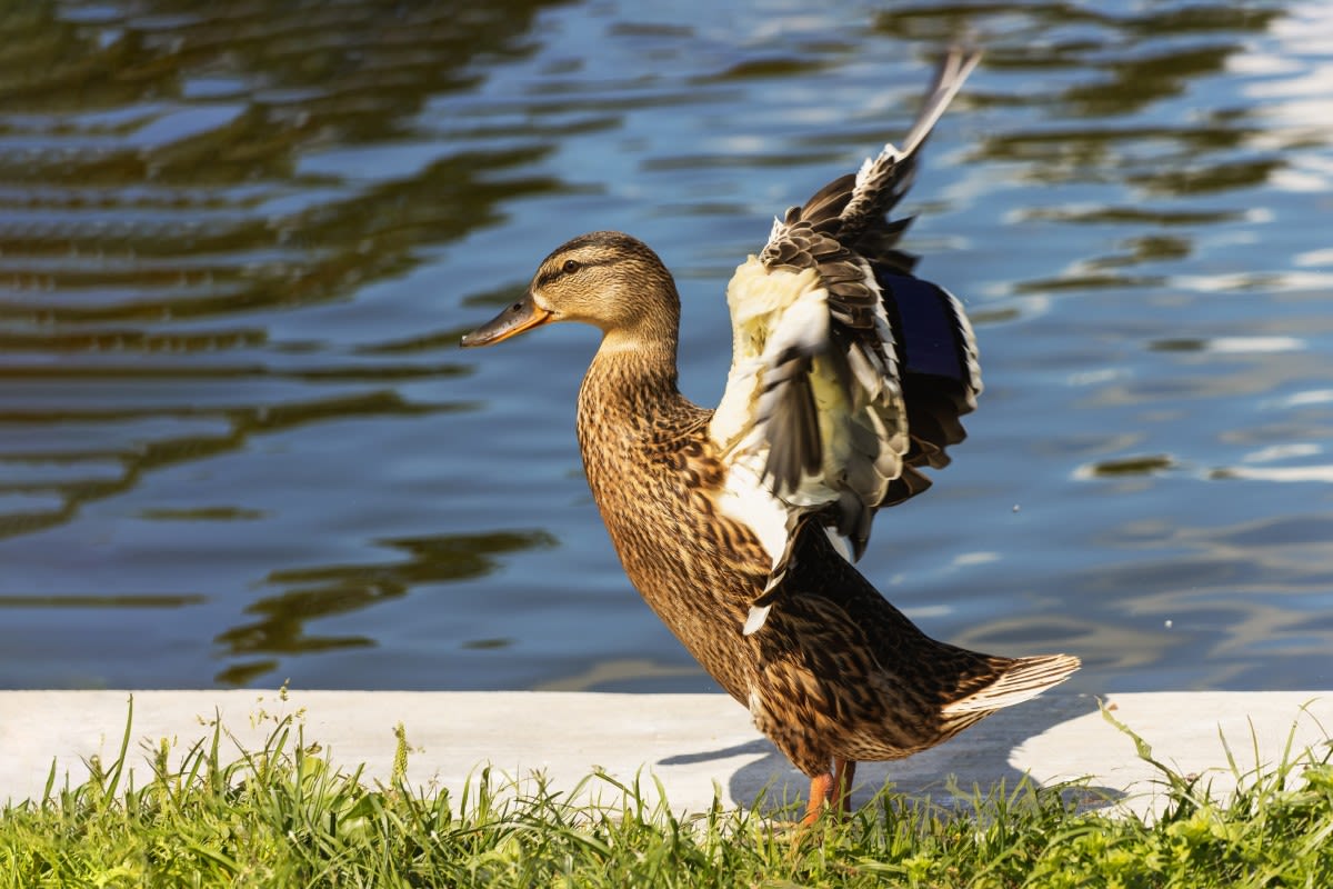 Pet Duck Can’t Get Enough of Dad ‘Throwing’ Him Into the Pool