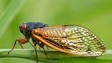 How rare is a blue-eyed cicada? And why are some cicadas white?