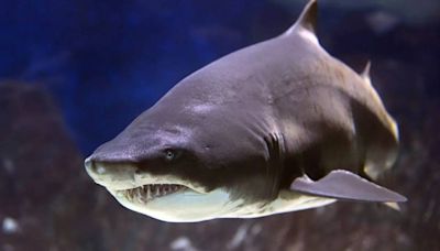 6 underwater predators from the animal world