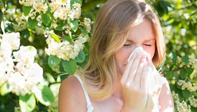 Low-pollen plants for your home and garden that are perfect for hay fever sufferers