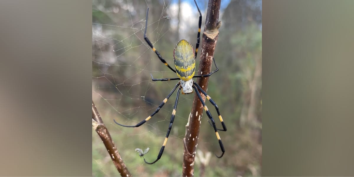 Fact check: Are giant, parachuting spiders really moving up the East Coast?