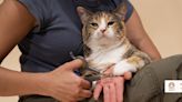 The best cat nail trimmers, according to experts