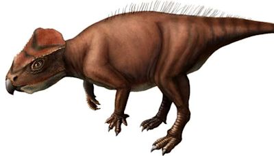 New plant-eating dinosaur species discovered in Japan named after gnomes