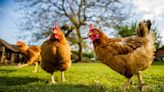 First Human Death From Bird Flu Puts Vaccine Stocks On The Map - Moderna (NASDAQ:MRNA), CureVac (NASDAQ:CVAC)