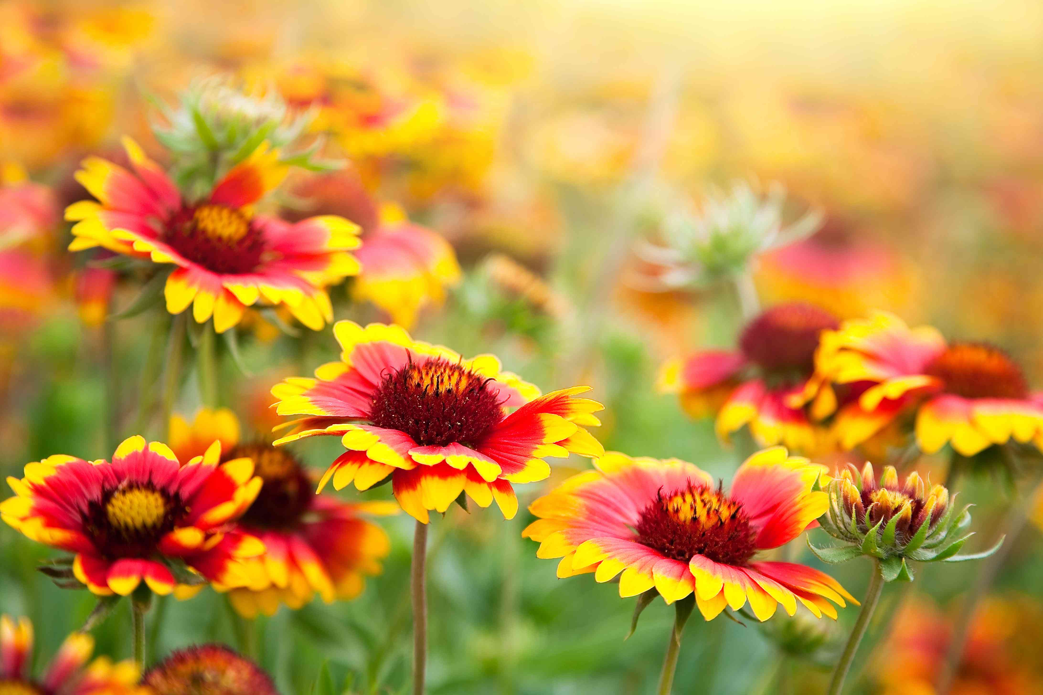 How To Grow And Care For Blanket Flowers (Gaillardia)