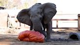 Zoo Knoxville elephants smash giant pumpkins donated by Dollywood