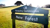 Severed deer head placed on New Forest memorial stone in latest ‘occult’ attack