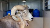 Un hombre que planeaba clonar y vender ovejas se declara culpable por tráfico de vida silvestre