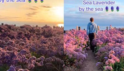 San Diego tiene un hermoso spot secreto lleno de “lavanda del mar” y una vista inigualable