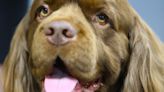 Check out Michigan dogs heading to Westminster, including rare Sussex spaniel breed