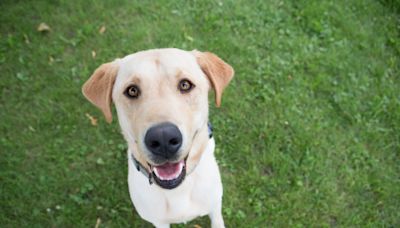 Yellow Labrador Service Dog Can Barely Contain Her Excitement on Playdate with Other Pups