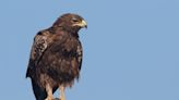Migrating eagles are avoiding war-torn Ukraine