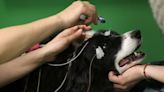 Dogs can associate words with objects, study finds