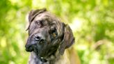 Cane Corso’s ‘Guard Bark’ Adorably Changes to ‘Puppy Voice’ When She Realizes Who’s at the Door