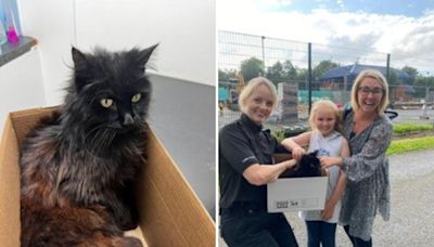 Cat reunited with owners after going missing NINE years ago