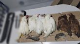 Rescatan gallinas, pollos, chivos, tortugas y palomas para rituales de santería en Neza