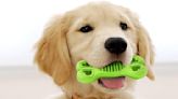 Puppy Owners Say This $14 Toy Pack ‘Worked Great’ for Their Teething Pup