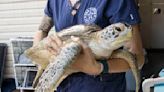 Brevard Zoo sea turtles will be released back into the ocean