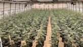 OBN seizes nearly 11,000 marijuana plants in Okfuskee County fraud raid