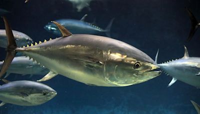 Le saviez-vous ? Le thon rouge du Pacifique entreprend d’incroyables migrations