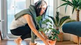 I'm a florist - an easy, air-purifying house plant is a 'dream' to look after