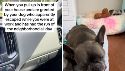Man arrives home from work, shocked at what her dog's been doing all day