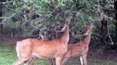 A Stroll Through the Garden: Tips to keep deer from eating plants and trees