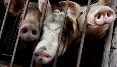 African swine fever outbreaks spreading in Vietnam, government says
