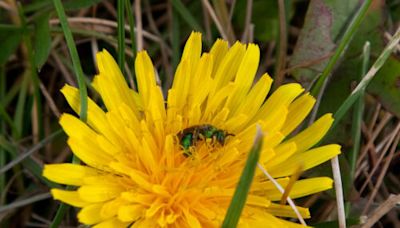 Dandelions – A First Sign Warm Weather