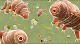Scientists Put Tardigrade DNA Into Human Stem Cells. They May Create Super Soldiers.