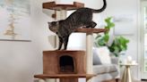 My 8 Kitties Are Obsessed With This Cat Tree I've Had for 5+ Years, and Now It's on Sale for Under $60 for National Pet Day