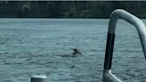 Video: Deer swims across Cape Cod Canal, ‘attempting to avoid Cape traffic’ - The Boston Globe