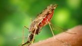 7 malaria cases confirmed in Florida. What to know and how to protect yourself