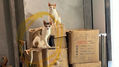 天眼直擊｜九龍灣餐廳貓店長「泰妹」被少女抱走 負責人報警尋貓 | am730