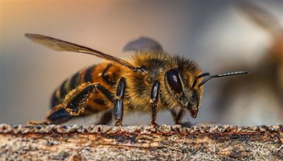 Estados Unidos se propone defender a sus abejas de este nuevo enemigo de dos alas y letal