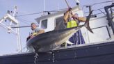 La recuperación del atún rojo: el valor de no pescar al tuntún
