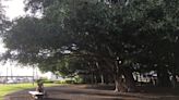 150-year-old banyan tree burned by Maui wildfires shows signs of recovery