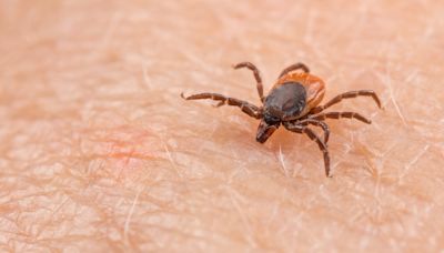 Maladie de Lyme : comment éviter et repousser efficacement les tiques ?