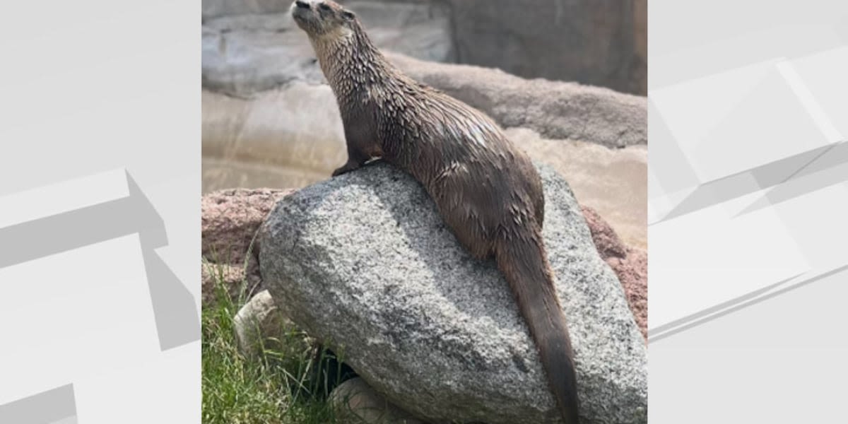 Red River Zoo celebrates World Otter Day