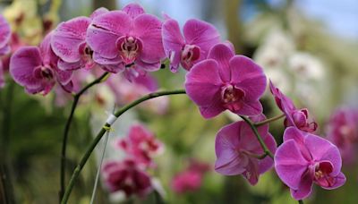 Orchids bloom like crazy when giving them one kitchen scrap a week