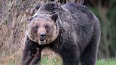 Grizzly Bear Kills Couple and Their Dog in Canadian National Park