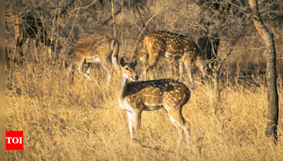 Forest department augmenting prey base with translocation so sanctuary can sustain lions | Ahmedabad News - Times of India