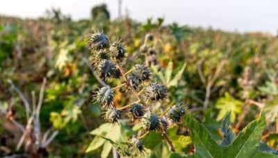 The hot potato of GM crops is back on the government's menu