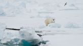 French woman injured in polar bear attack on Norwegian island