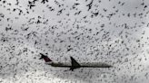 This is what happens when a plane collides with a bird