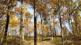 Forest Service to share the importance of oak trees in June 25 presentation