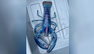 Rare ‘cotton candy’ lobster caught off New England coast